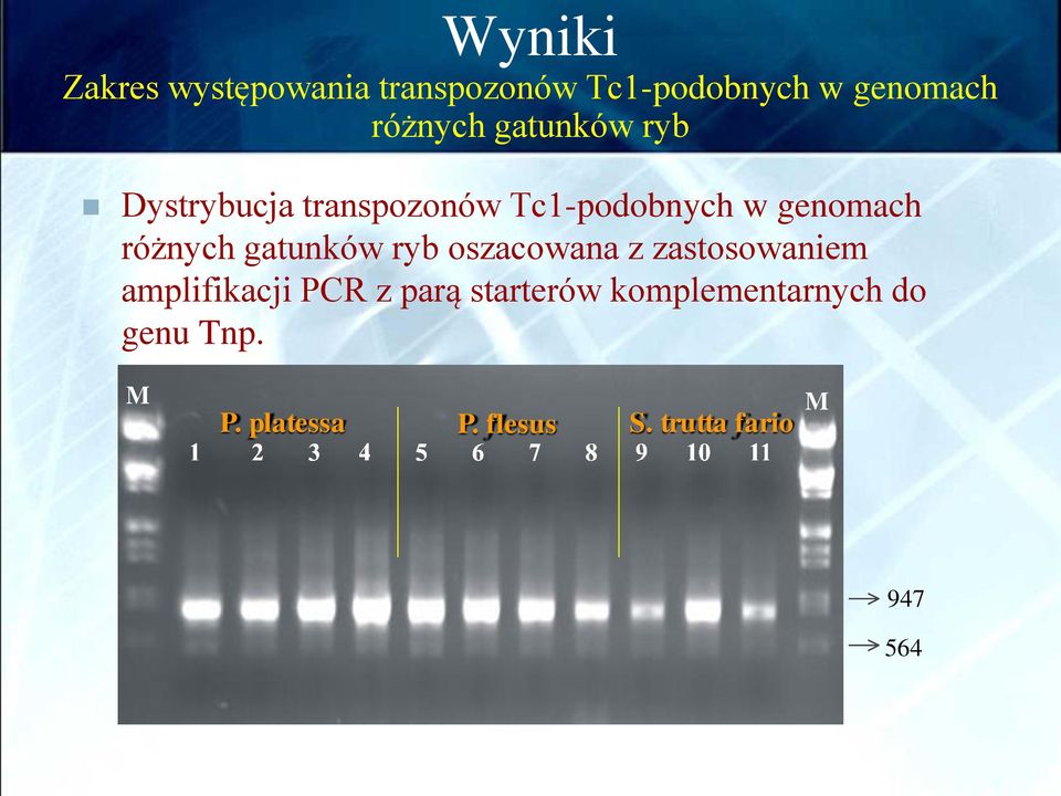 gatunków ryb oszacowana z zastosowaniem amplifikacji PCR z parą starterów