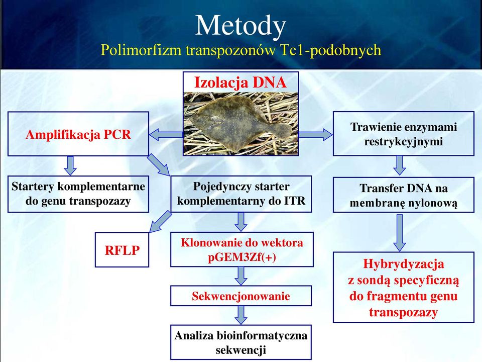 ITR Transfer DNA na membranę nylonową RFLP Klonowanie do wektora pgem3zf(+) Sekwencjonowanie