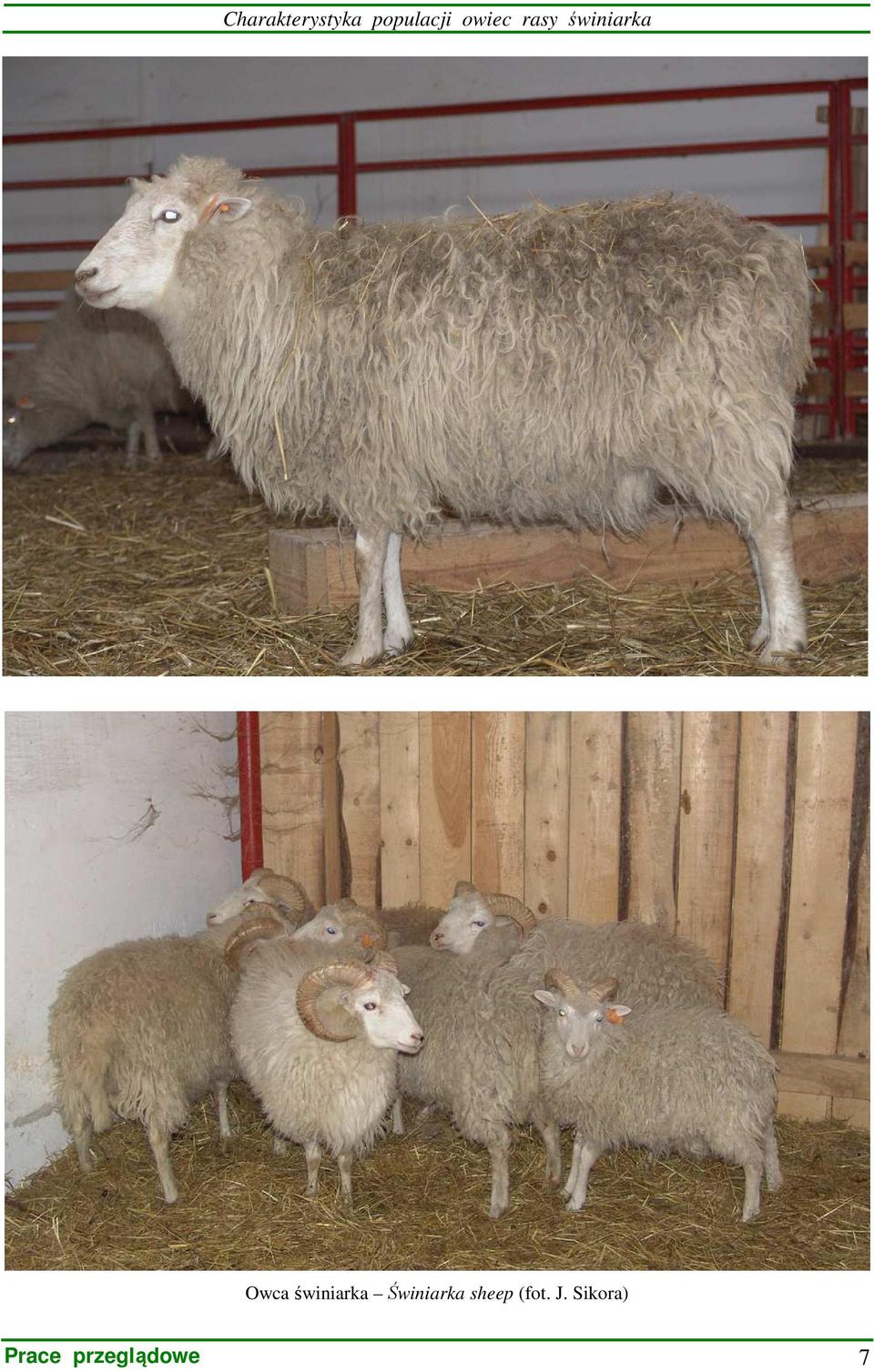 świniarka Świniarka sheep