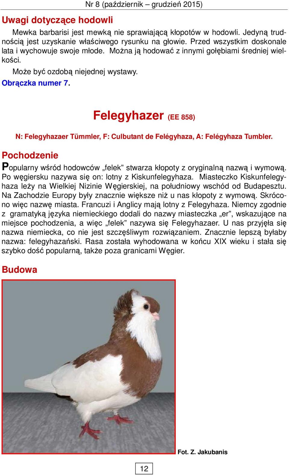 Felegyhazer (EE 858) N: Felegyhazaer Tümmler, F: Culbutant de Felégyhaza, A: Felégyhaza Tumbler. Pochodzenie Popularny wśród hodowców felek stwarza kłopoty z oryginalną nazwą i wymową.