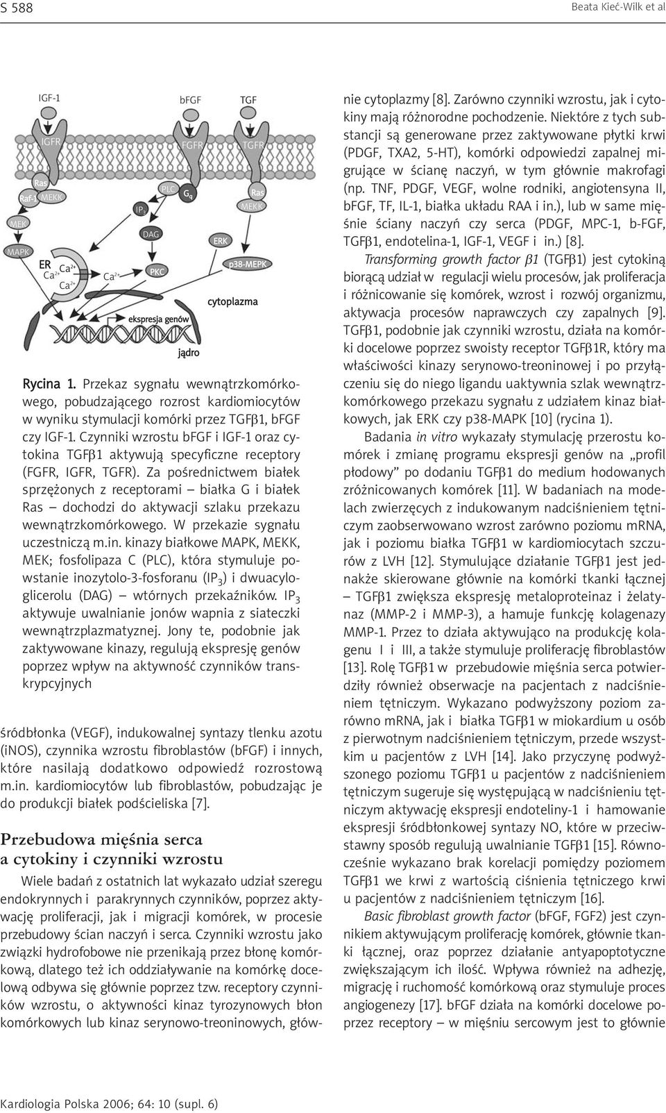 Czynniki wzrostu bfgf i IGF-1 oraz cytokina TGFβ1 aktywują specyficzne receptory (FGFR, IGFR, TGFR).