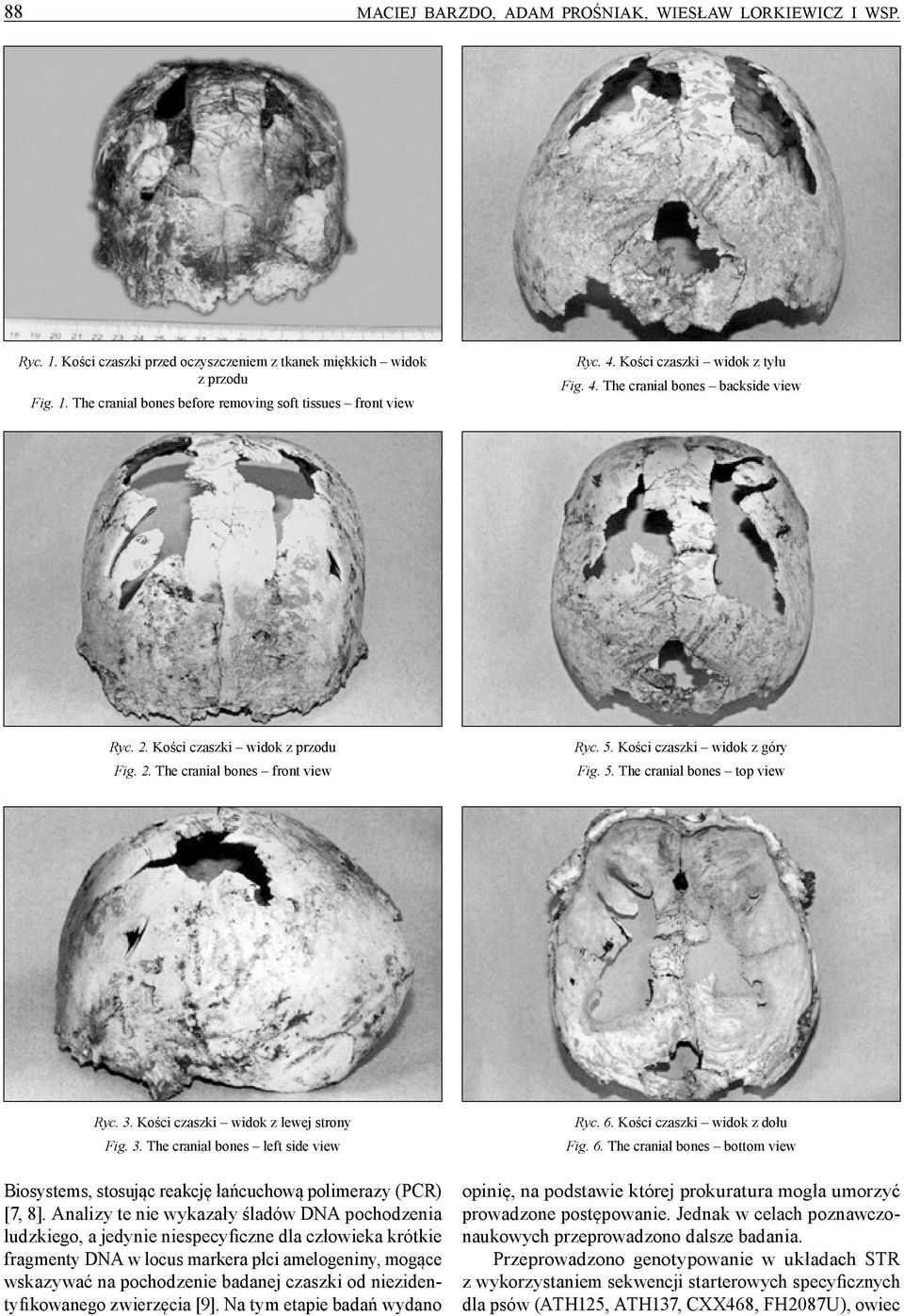 3. Kości czaszki widok z lewej strony Fig. 3. The cranial bones left side view Biosystems, stosując reakcję łańcuchową polimerazy (PCR) [7, 8].