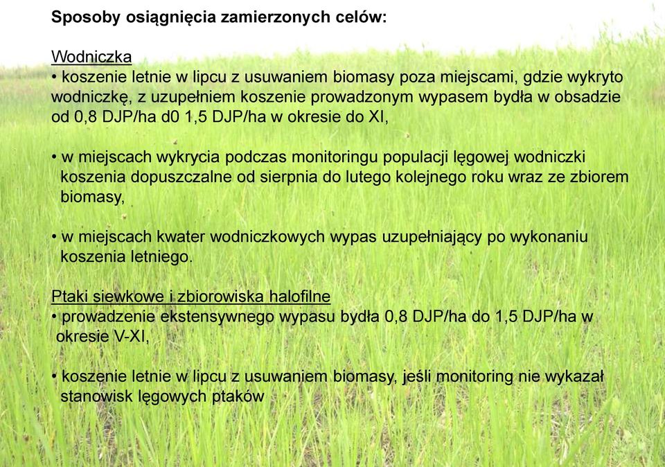 do lutego kolejnego roku wraz ze zbiorem biomasy, w miejscach kwater wodniczkowych wypas uzupełniający po wykonaniu koszenia letniego.