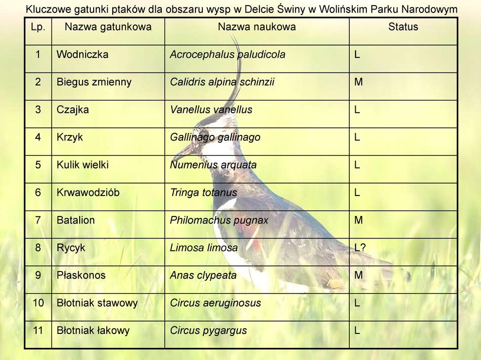 Czajka Vanellus vanellus L 4 Krzyk Gallinago gallinago L 5 Kulik wielki Numenius arquata L 6 Krwawodziób Tringa totanus L 7