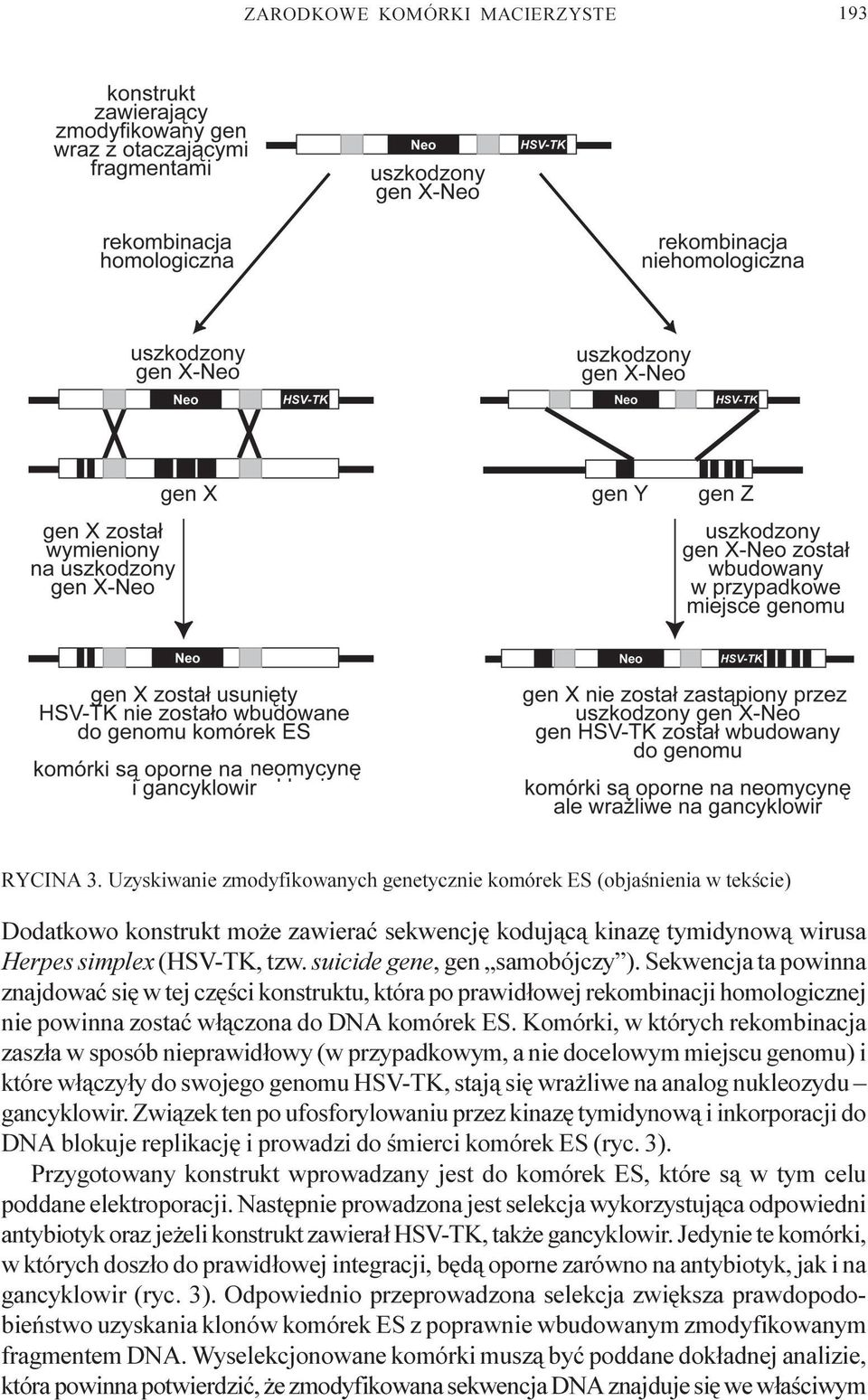 suicide gene, gen samobójczy ). Sekwencja ta powinna znajdowaæ siê w tej czêœci konstruktu, która po prawid³owej rekombinacji homologicznej nie powinna zostaæ w³¹czona do DNA komórek ES.