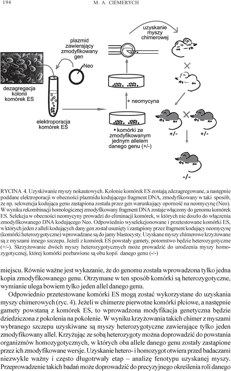 sekwencja koduj¹ca genu zast¹piona zosta³a przez gen warunkuj¹cy opornoœæ na neomycynê (Neo). W wyniku rekombinacji homologicznej zmodyfikowany fragment DNA zostaje w³¹czony do genomu komórek ES.