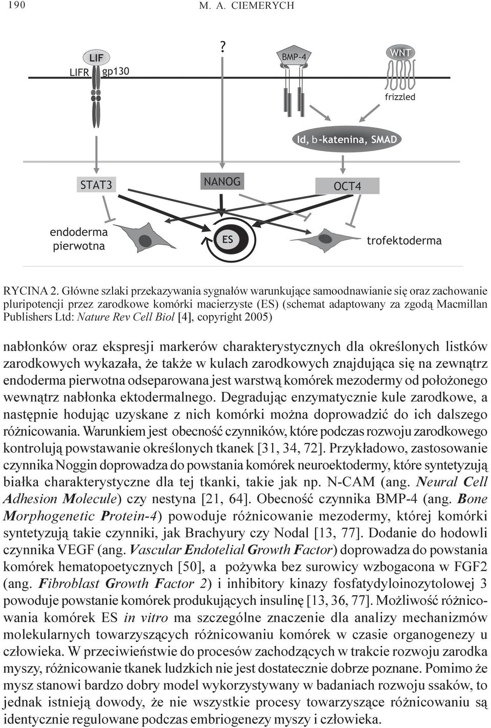 Nature Rev Cell Biol [4], copyright 2005) nab³onków oraz ekspresji markerów charakterystycznych dla okreœlonych listków zarodkowych wykaza³a, e tak e w kulach zarodkowych znajduj¹ca siê na zewn¹trz