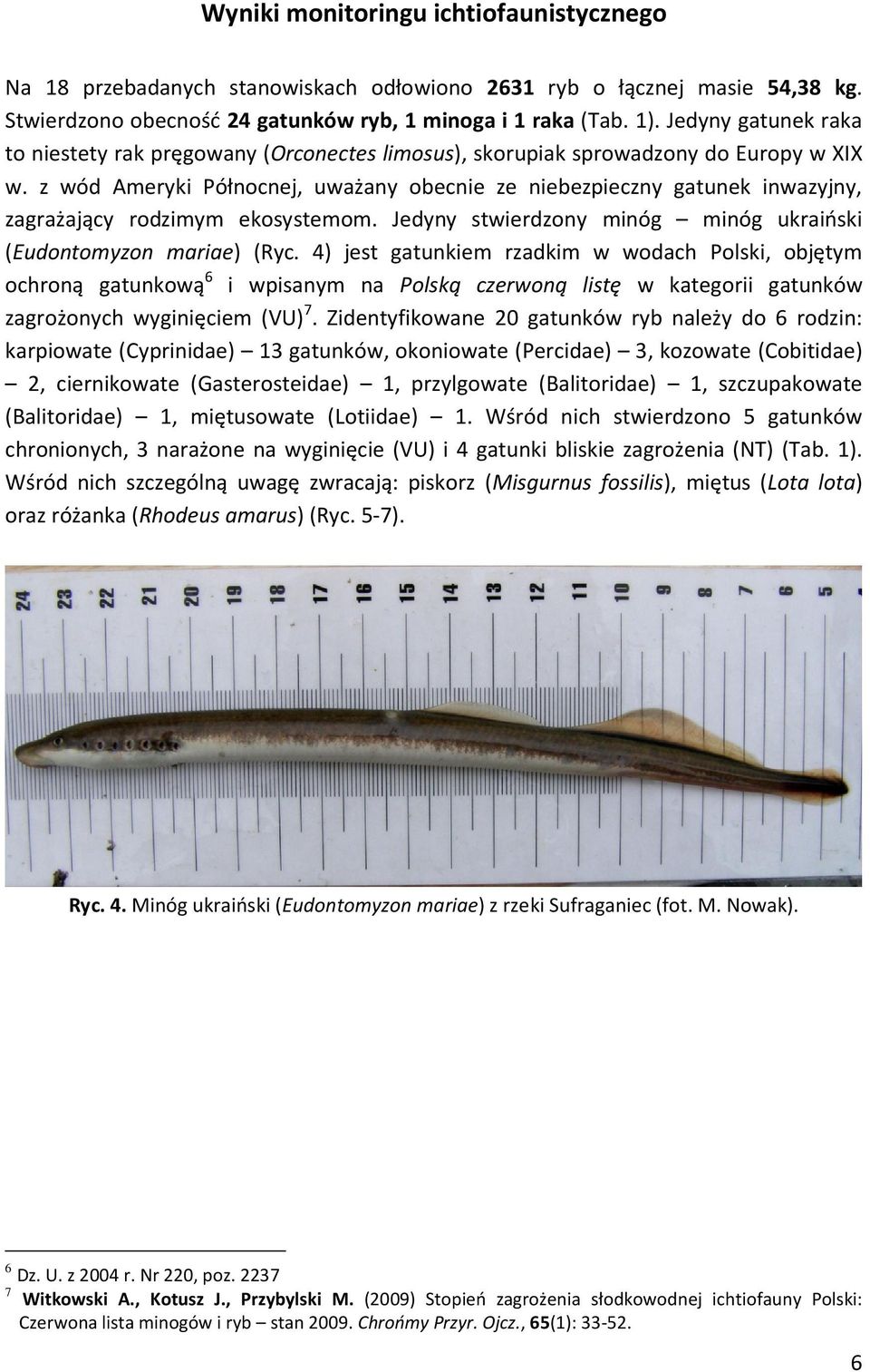 z wód Ameryki Północnej, uważany obecnie ze niebezpieczny gatunek inwazyjny, zagrażający rodzimym ekosystemom. Jedyny stwierdzony minóg minóg ukraiński (Eudontomyzon mariae) (Ryc.