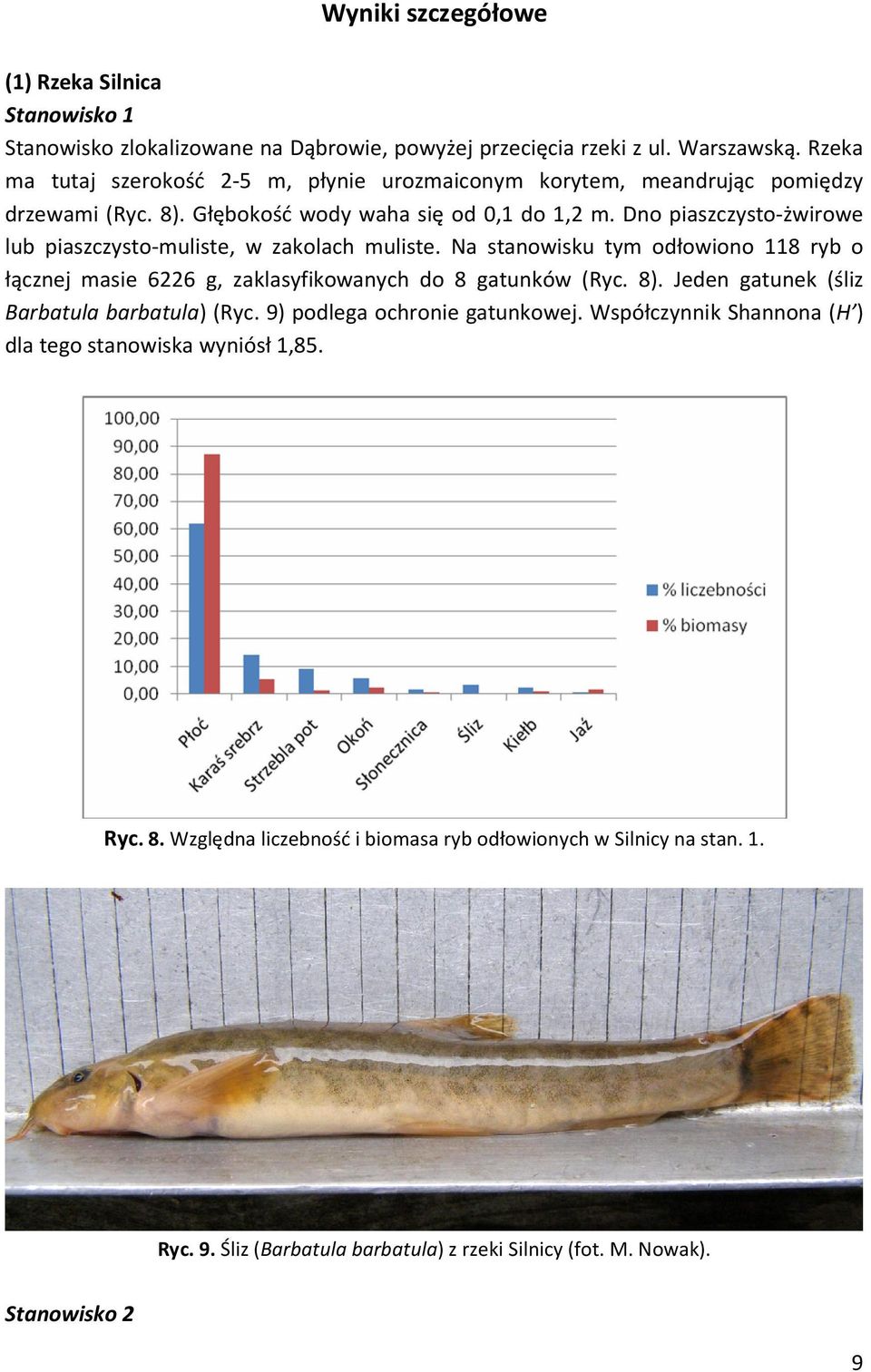 Dno piaszczysto-żwirowe lub piaszczysto-muliste, w zakolach muliste. Na stanowisku tym odłowiono 118 ryb o łącznej masie 6226 g, zaklasyfikowanych do 8 gatunków (Ryc. 8).