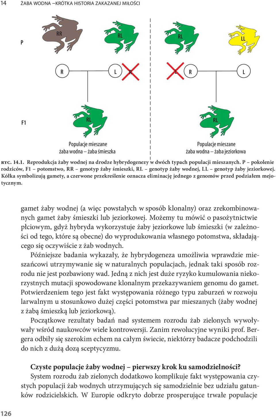 Kółka symbolizują gamety, a czerwone przekreślenie oznacza eliminację jednego z genomów przed podziałem mejotycznym.