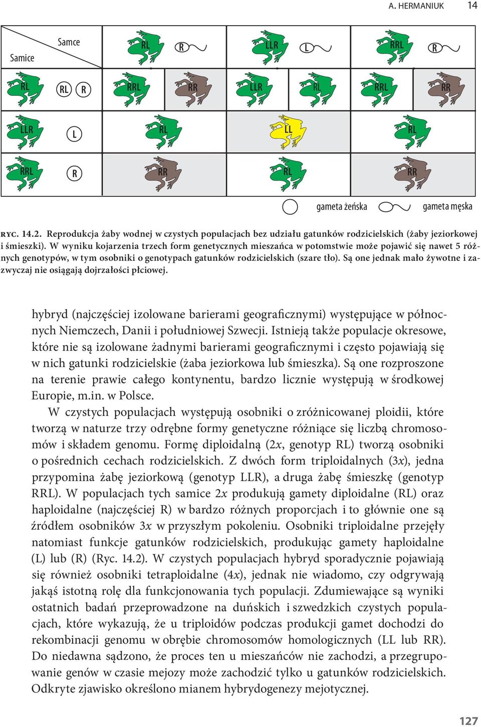 Są one jednak mało żywotne i zazwyczaj nie osiągają dojrzałości płciowej. hybryd (najczęściej izolowane barierami geograficznymi) występujące w północnych Niemczech, Danii i południowej Szwecji.