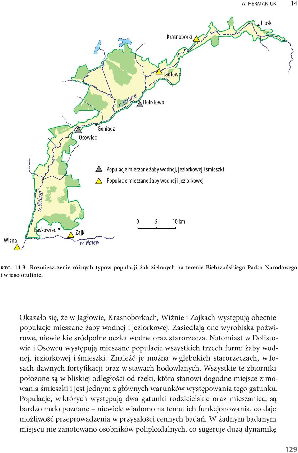 Okazało się, że w Jagłowie, Krasnoborkach, Wiźnie i Zajkach występują obecnie populacje mieszane żaby wodnej i jeziorkowej.