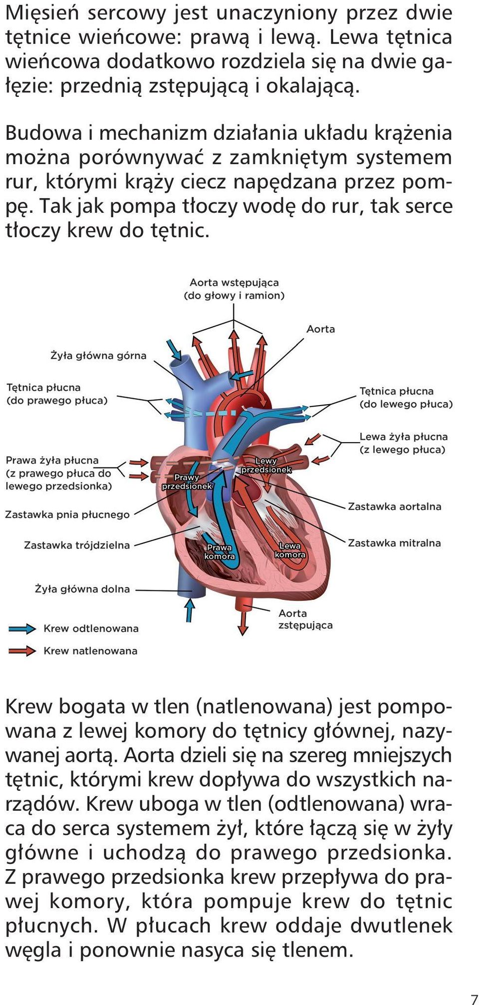 Krew bogata w tlen (natlenowana) jest pompowana z lewej komory do tętnicy głównej, nazywa nej aortą. Aorta dzieli się na szereg mniejszych tętnic, którymi krew dopływa do wszystkich narzą dów.