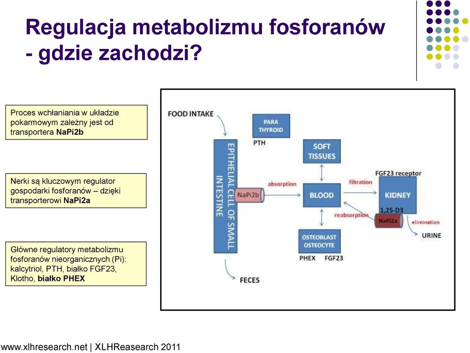 kluczowym regulator gospodarki fosforanów dzięki transporterowi NaPi2a Główne regulatory