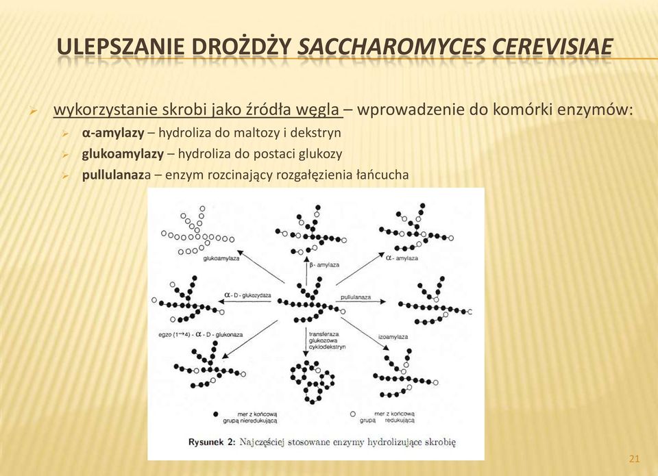 α-amylazy hydroliza do maltozy i dekstryn glukoamylazy