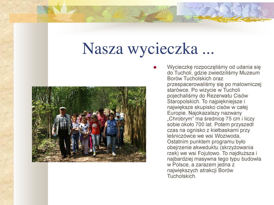 Najokazalszy nazwany Chrobrym ma średnicę 75 cm i liczy sobie około 700 lat. Potem przyszedł czas na ognisko z kiełbaskami przy leśniczówce we wsi Woziwoda.