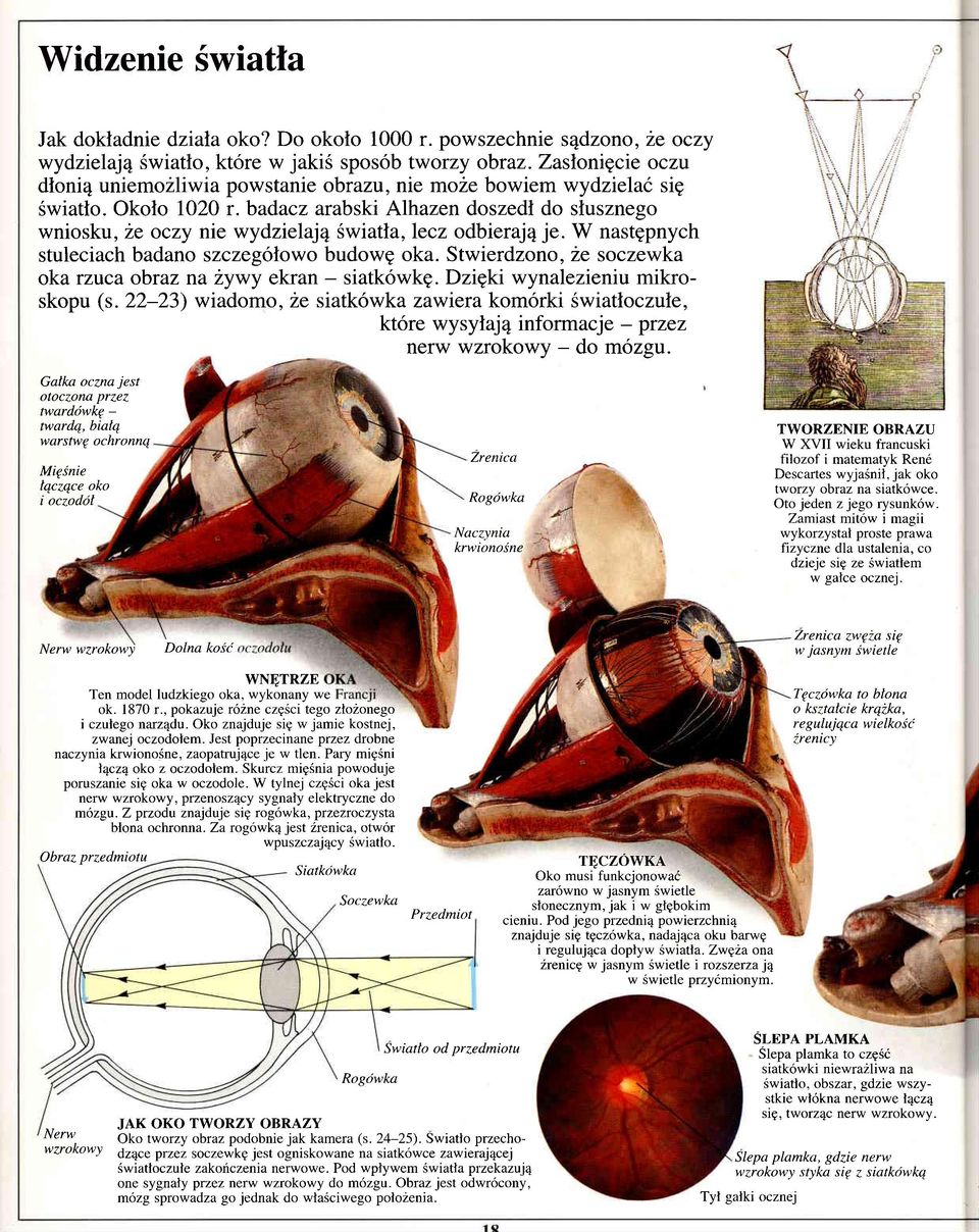badacz arabski Alhazen doszedl do slusznego wniosku, 2e oczy nie wydzielaj4 Swiatla, lecz odbieraj4 je. W nastgpnych stuleciach badano szczegolowo budowg oka.