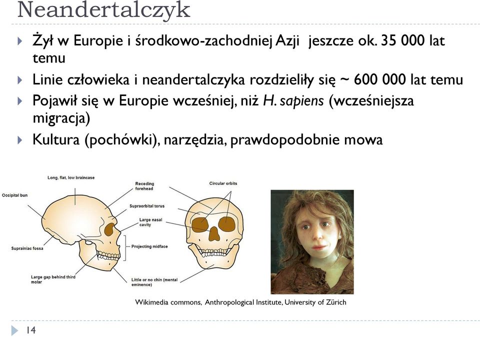 Pojawił się w Europie wcześniej, niż H.