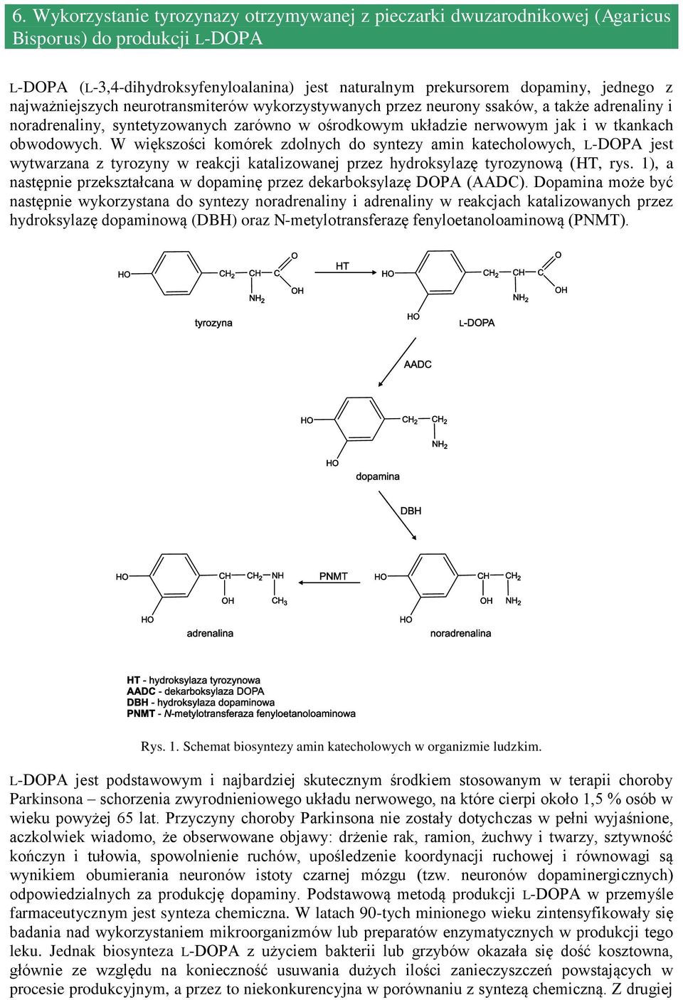 W większości komórek zdolnych do syntezy amin katecholowych, L-DOPA jest wytwarzana z tyrozyny w reakcji katalizowanej przez hydroksylazę tyrozynową (HT, rys.