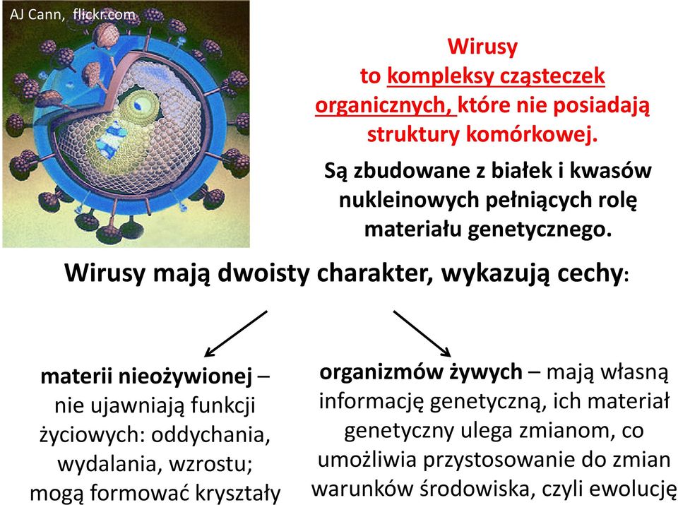 Wirusy mają dwoisty charakter, wykazują cechy: materii nieożywionej nie ujawniają funkcji życiowych: oddychania, wydalania,