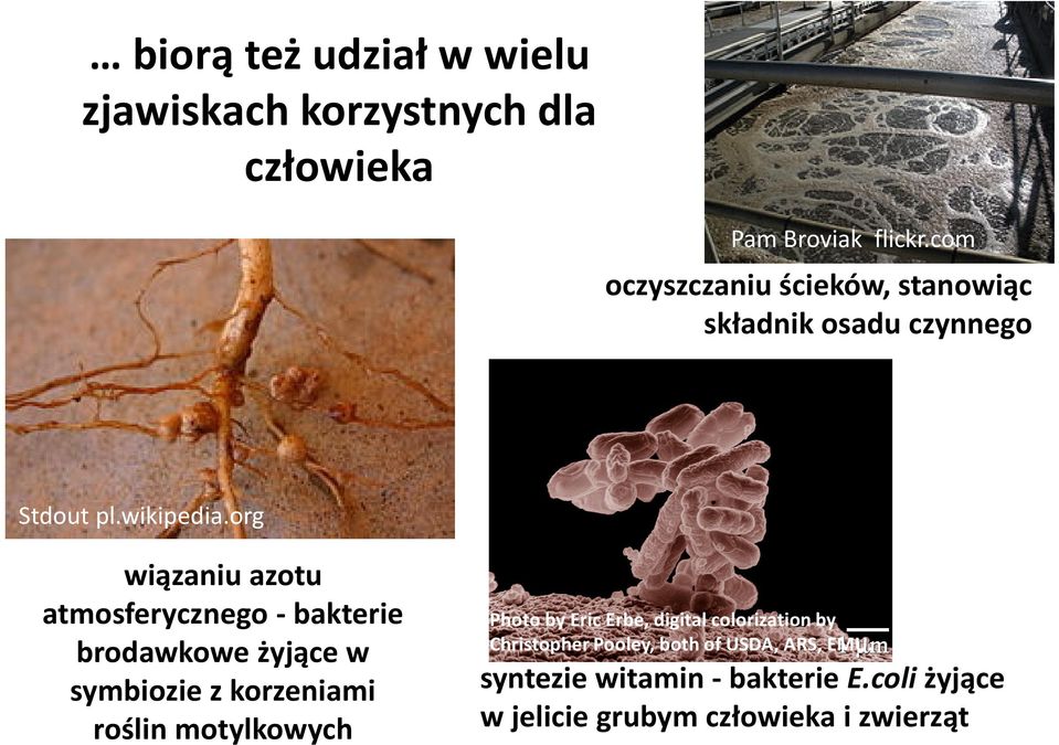 org wiązaniu azotu atmosferycznego -bakterie brodawkowe żyjące w symbiozie z korzeniami roślin motylkowych