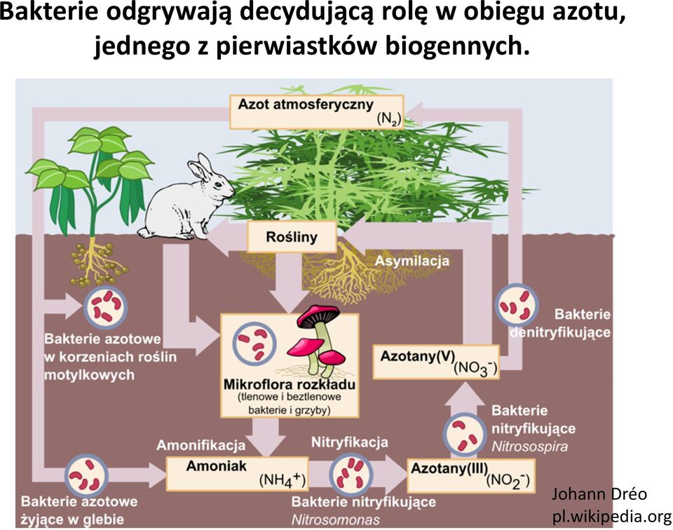 azotu, jednego z