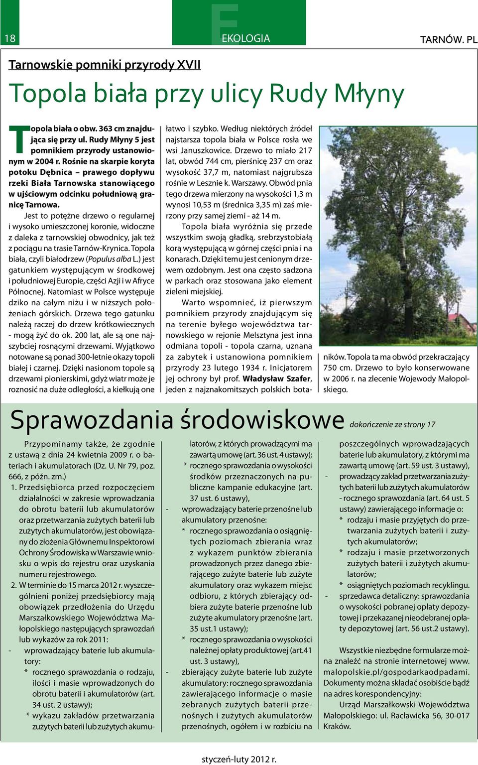 Jest to potężne drzewo o regularnej i wysoko umieszczonej koronie, widoczne z daleka z tarnowskiej obwodnicy, jak też z pociągu na trasie Tarnów-Krynica.