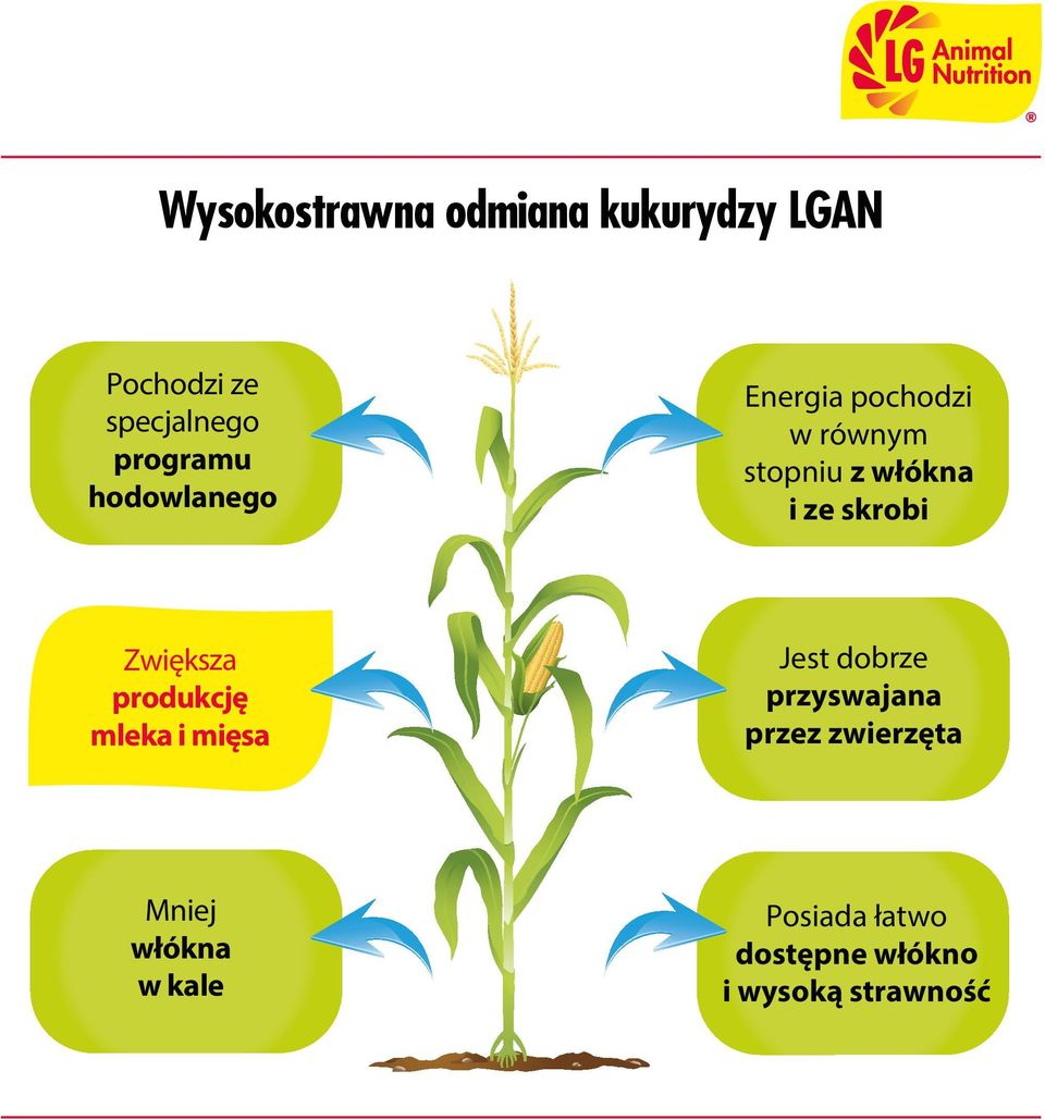 Zwiększa produkcję mleka i mięsa Jest dobrze przyswajana przez