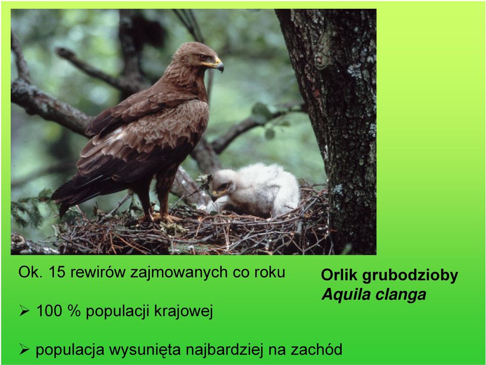 Orlik grubodzioby Aquila clanga