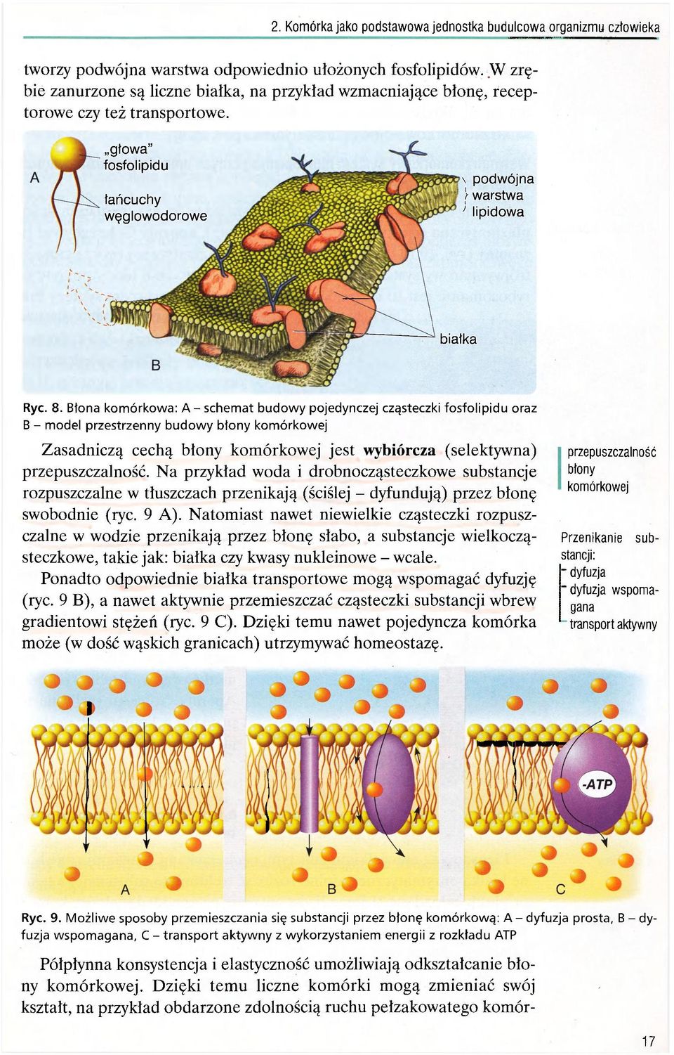 Błona komórkowa: A - schemat budowy pojedynczej cząsteczki fosfolipidu oraz B - model przestrzenny budowy błony komórkowej Zasadniczą cechą błony komórkowej jest wybiórcza (selektywna)