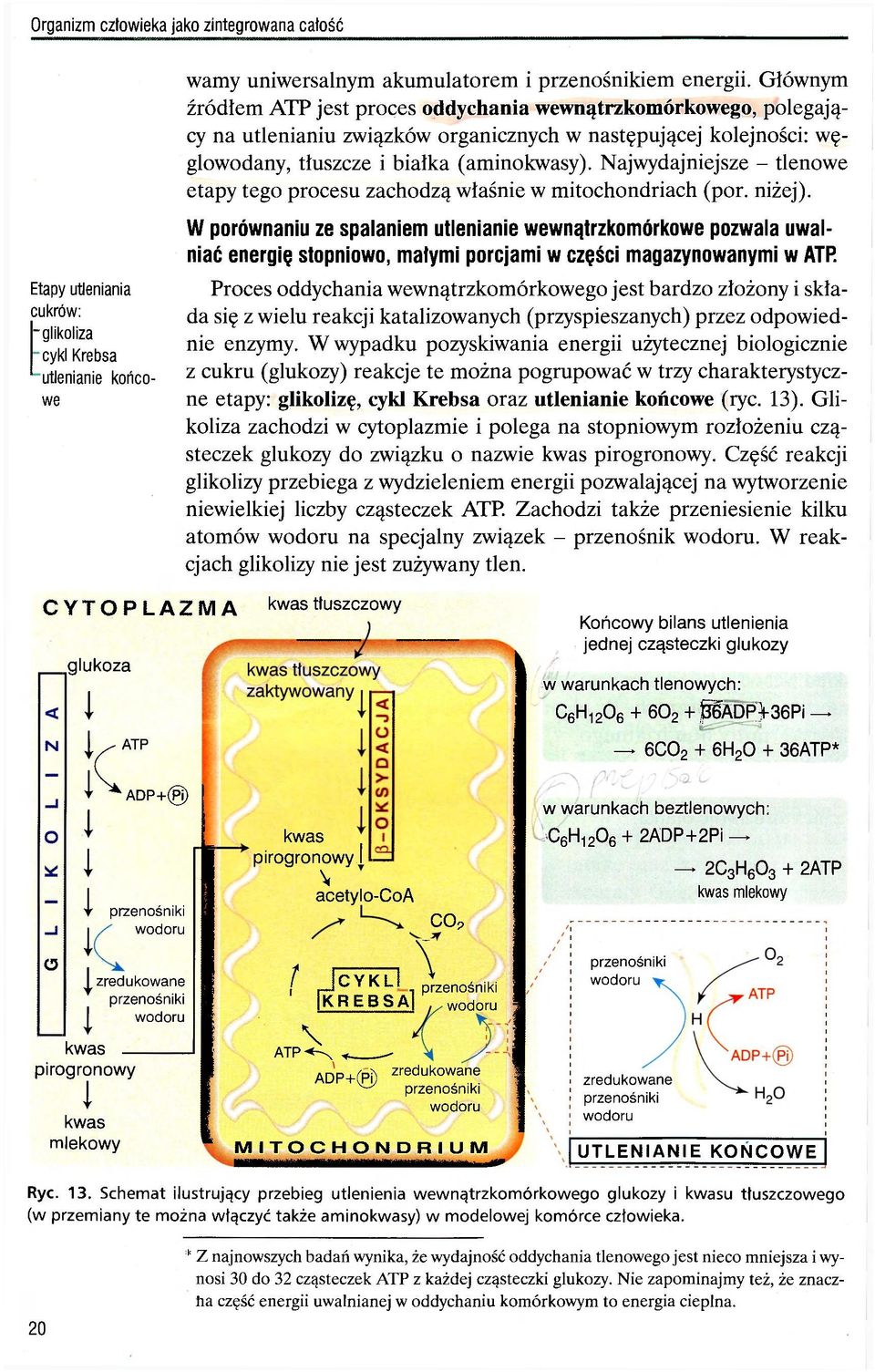 Najwydajniejsze - tlenowe etapy tego procesu zachodzą właśnie w mitochondriach (por. niżej).