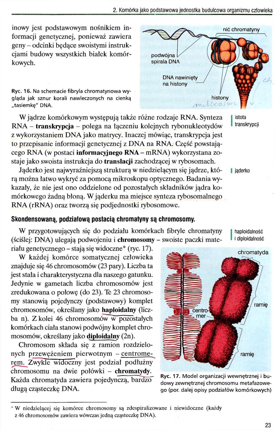 DNA nawinięty na histony histony W jądrze komórkowym występują także różne rodzaje RNA. Synteza RNA - transkrypcja - polega na łączeniu kolejnych rybonukleotydów z wykorzystaniem DNA jako matrycy.