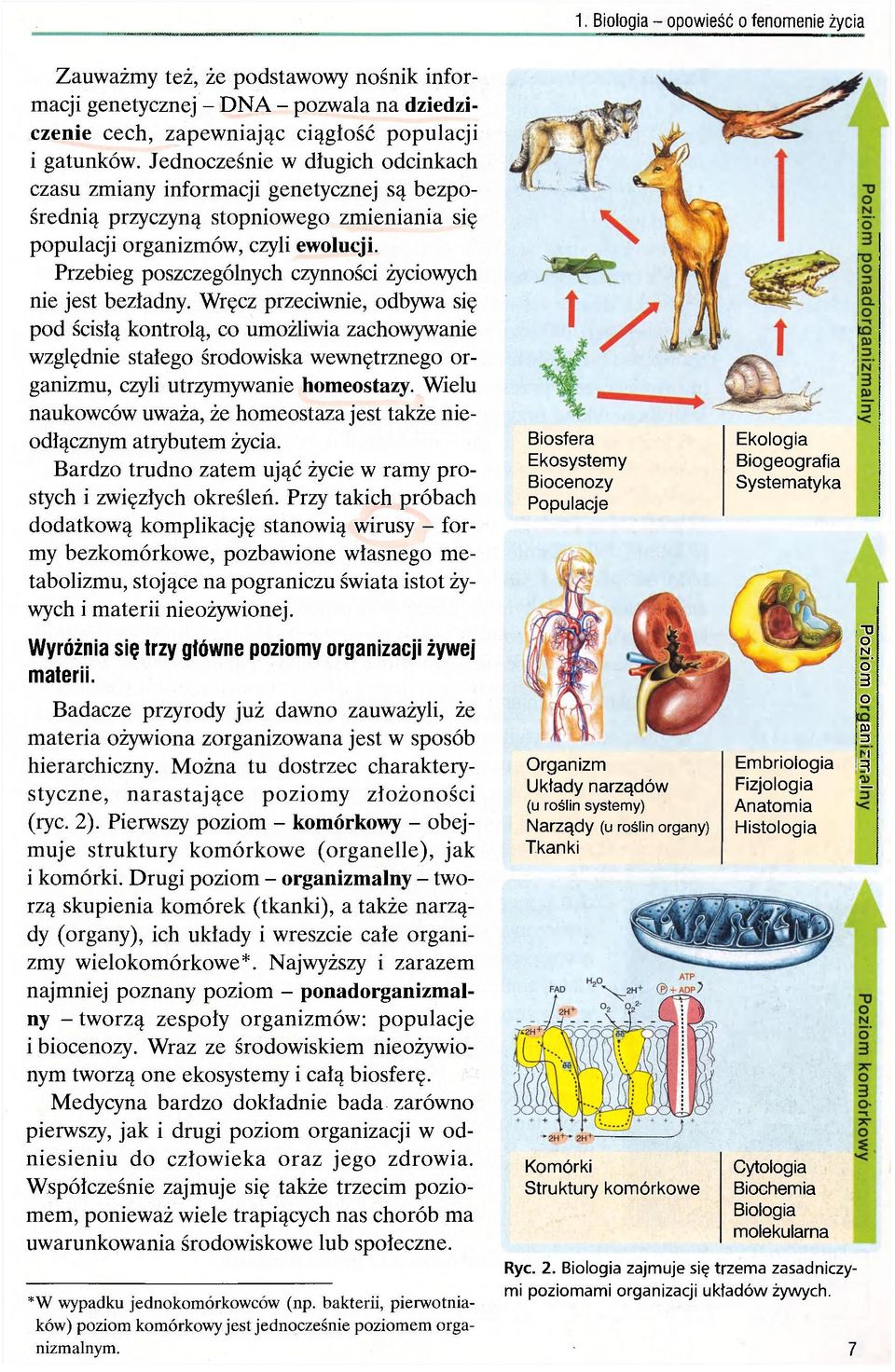 Przebieg poszczególnych czynności życiowych nie jest bezładny.