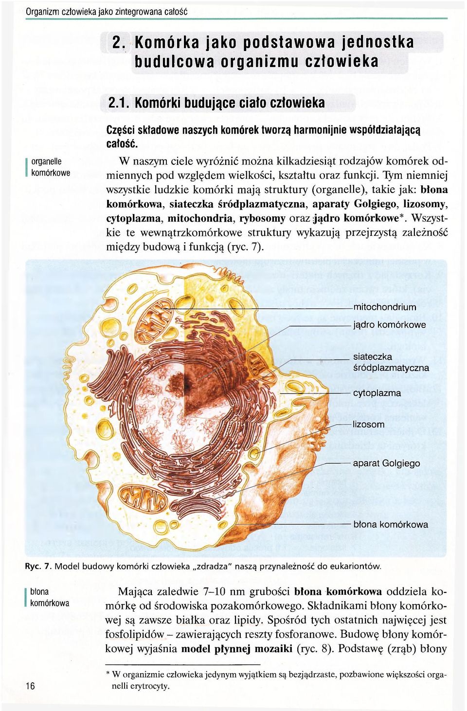 Tym niemniej wszystkie ludzkie komórki mają struktury (organelle), takie jak: błona komórkowa, siateczka śródplazmatyczna, aparaty Golgiego, lizosomy, cytoplazma, mitochondria, rybosomy oraz jądro