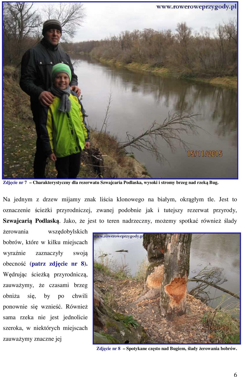 Jako, że jest to teren nadrzeczny, możemy spotkać również ślady żerowania wszędobylskich bobrów, które w kilku miejscach wyraźnie zaznaczyły swoją obecność (patrz zdjęcie nr 8).