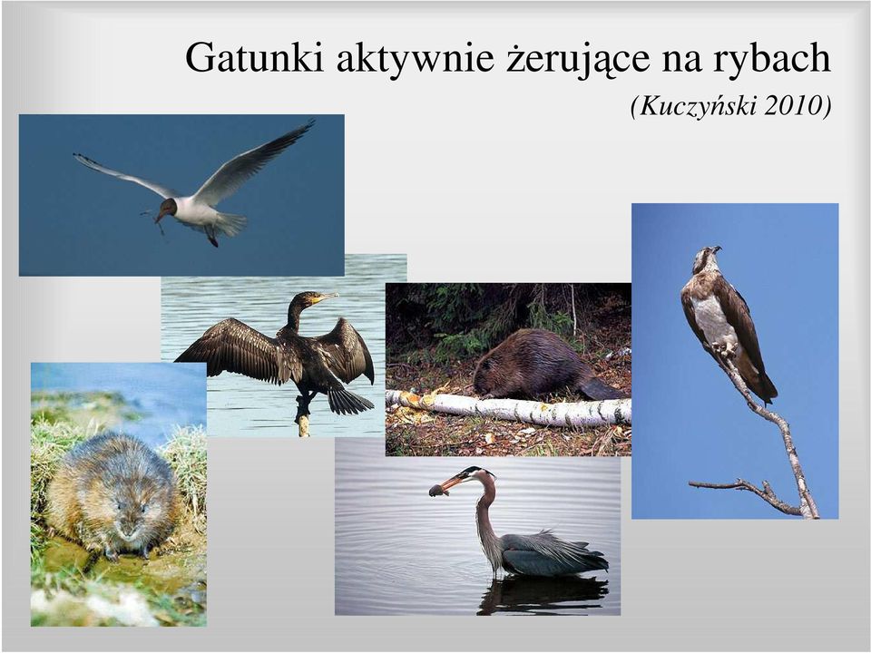 Ŝerujące na