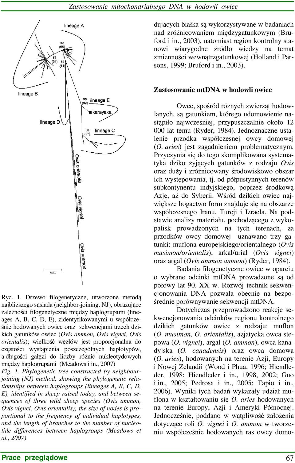 99; Bruford i in., 2003). Zastosowanie mtdna w hodowli owiec Ryc. 1.