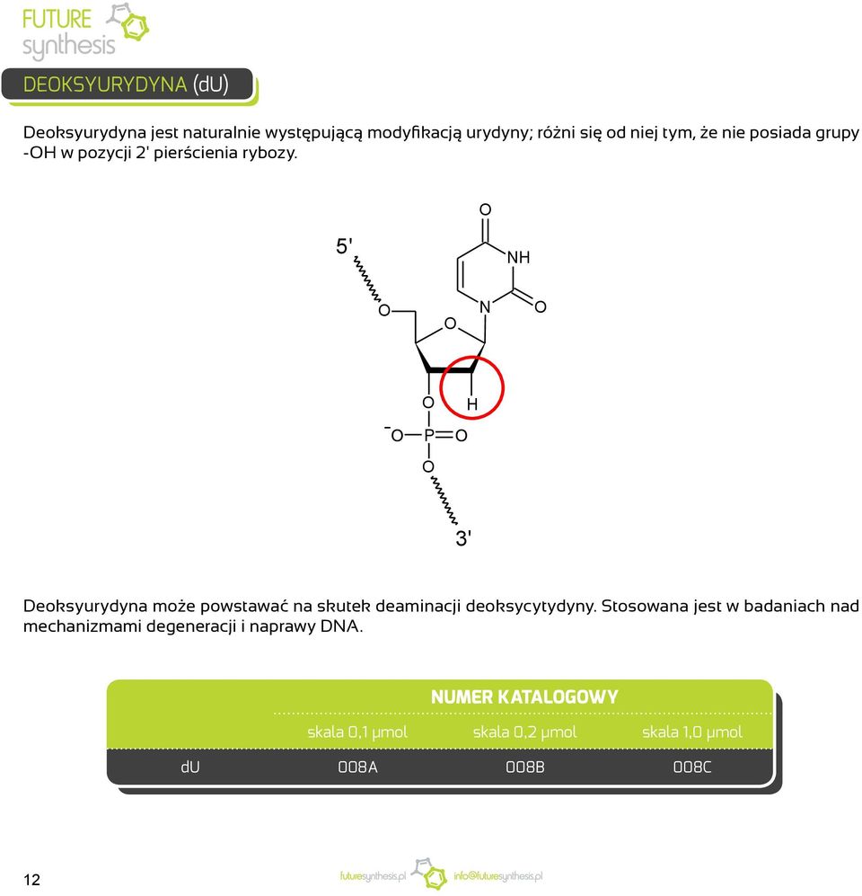 5' NH N P H 3' Deoksyurydyna może powstawać na skutek deaminacji deoksycytydyny.
