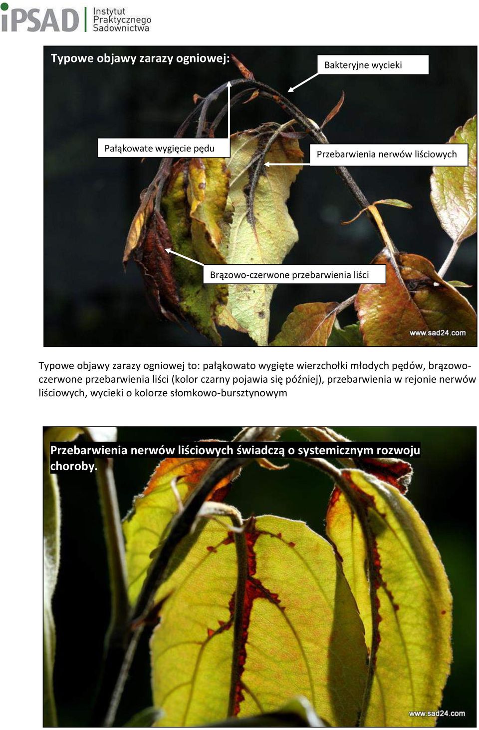 pędów, brązowoczerwone przebarwienia liści (kolor czarny pojawia się później), przebarwienia w rejonie nerwów