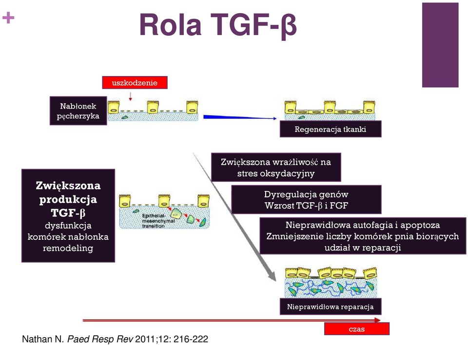genów Wzrost TGF-β i FGF Nieprawidłowa autofagia i apoptoza Zmniejszenie liczby komórek pnia