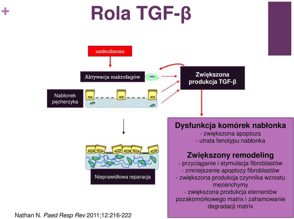 Paed Resp Rev 2011;12:216-222 Zwiększony remodeling - przyciąganie i stymulacja fibroblastów - zmniejszenie apoptozy