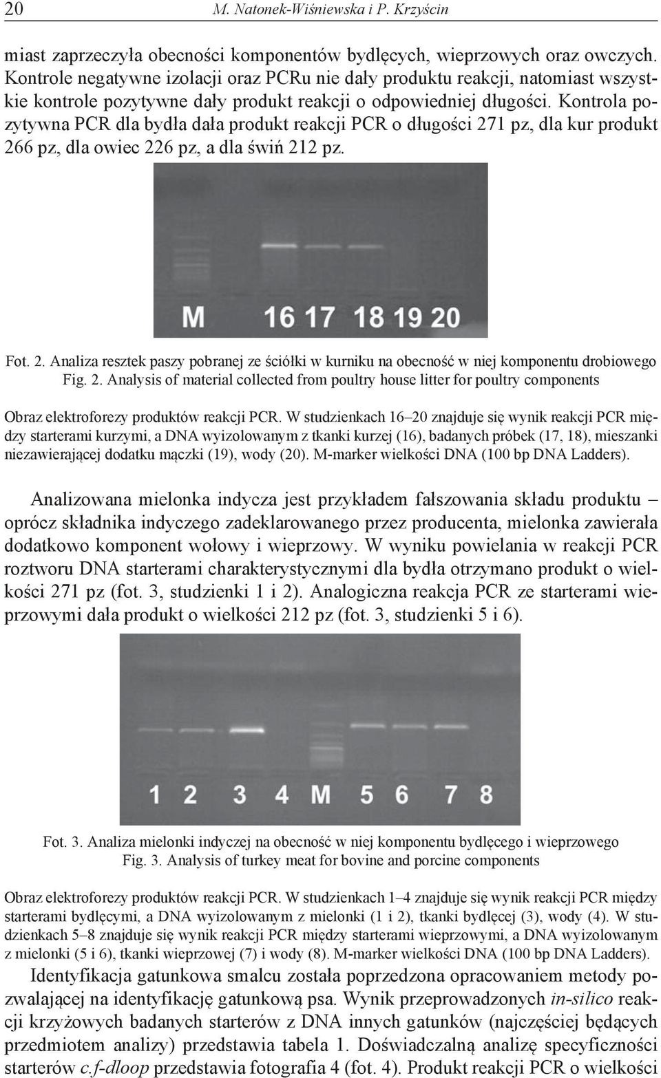 Kontrola pozytywna PCR dla bydła dała produkt reakcji PCR o długości 271 pz, dla kur produkt 266 pz, dla owiec 226 pz, a dla świń 212 pz. Fot. 2. Analiza resztek paszy pobranej ze ściółki w kurniku na obecność w niej komponentu drobiowego Fig.