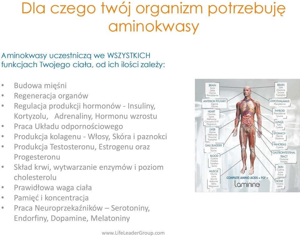 odpornościowego Produkcja kolagenu - Włosy, Skóra i paznokci Produkcja Testosteronu, Estrogenu oraz Progesteronu Skład krwi,