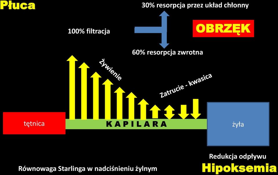 tętnica K A P I L A R A żyła Równowaga