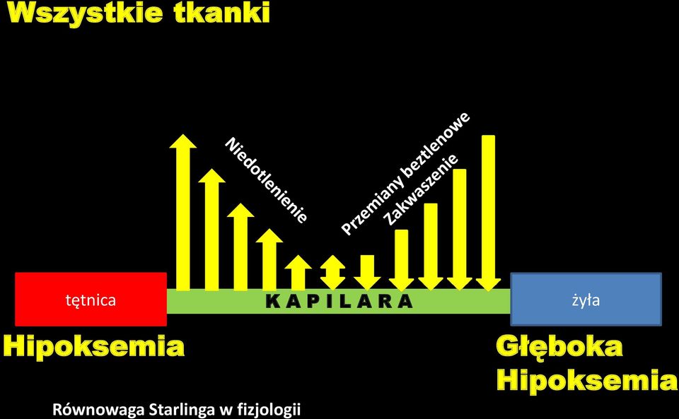 Hipoksemia Równowaga