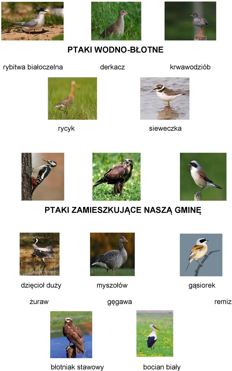 ZAMIESZKUJĄCE NASZĄ GMINĘ dzięcioł duży