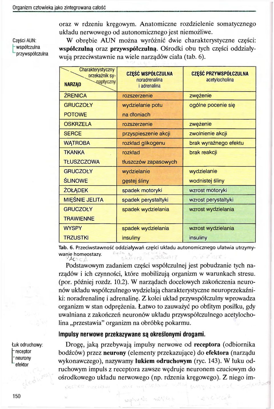 Charakterystyczny ^^^orzekaźnik sy- NARZĄD CZĘŚĆ WSPÓŁCZULNĄ noradrenalina i adrenalina CZĘŚĆ PRZYWSPÓŁCZULNA acetylocholina ŹRENICA rozszerzenie zwężenie GRUCZOŁY wydzielanie potu ogólne pocenie się