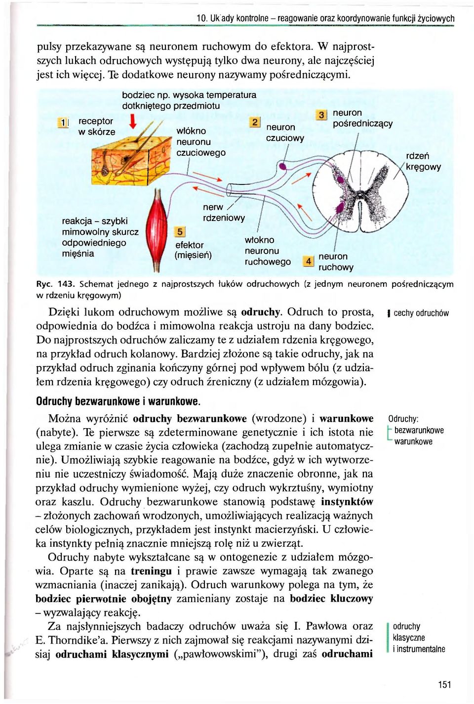 wysoka temperatura dotkniętego przedmiotu wtókno neuronu czuciowego neuron czuciowy neuron pośredniczący rdzeń kręgowy reakcja - szybki mimowolny skurcz odpowiedniego mięśnia efektor (mięsień) nerw /