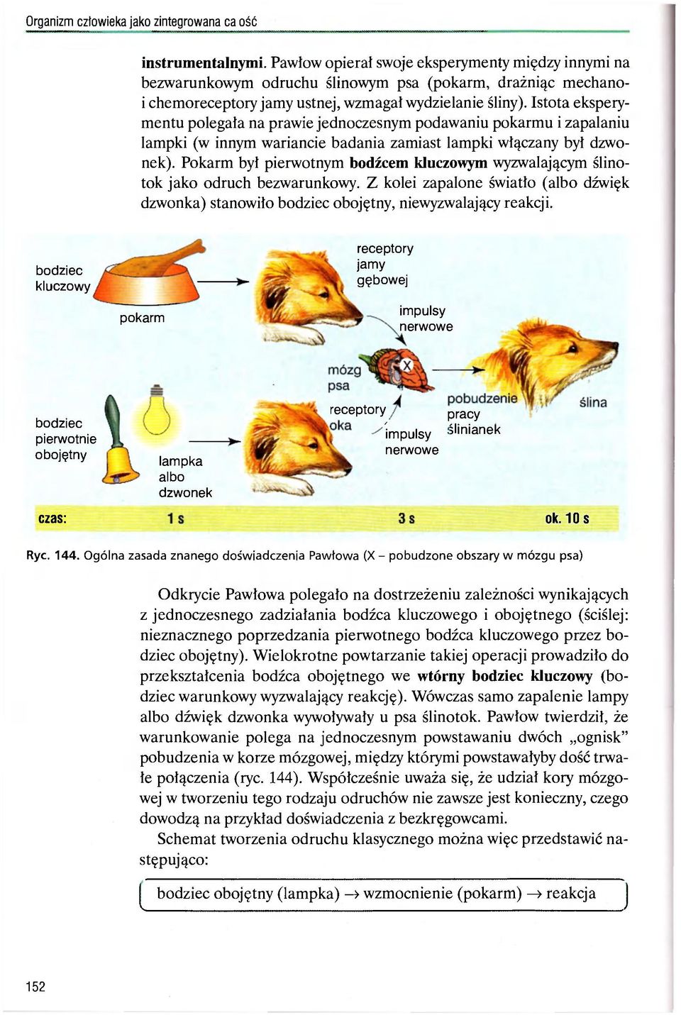 Istota eksperymentu polegała na prawie jednoczesnym podawaniu pokarmu i zapalaniu lampki (w innym wariancie badania zamiast lampki włączany był dzwonek).