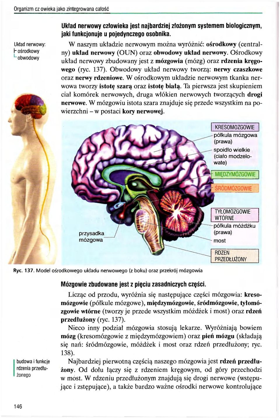 137). Obwodowy układ nerwowy tworzą: nerwy czaszkowe oraz nerwy rdzeniowe. W ośrodkowym układzie nerwowym tkanka nerwowa tworzy istotę szarą oraz istotę białą.